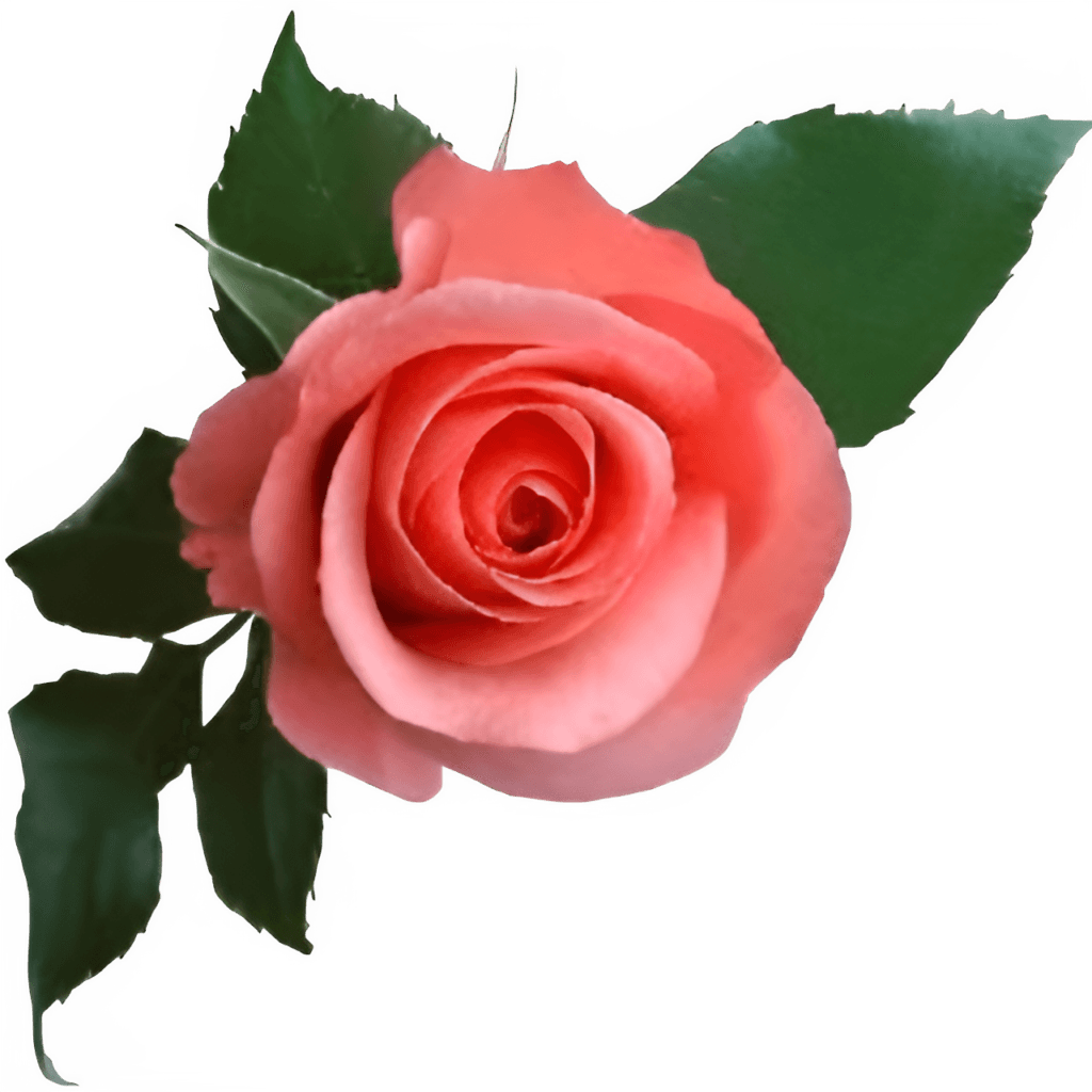 Pink Rose PNG Transparent Image Free Download | PNG Perfect