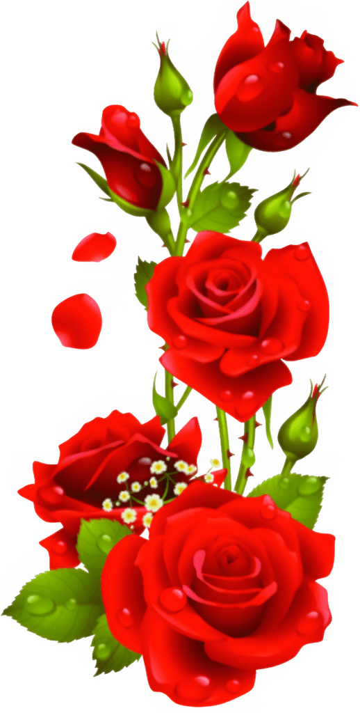 Red Roses PNG Transparent Image Free Download | PNG Perfect