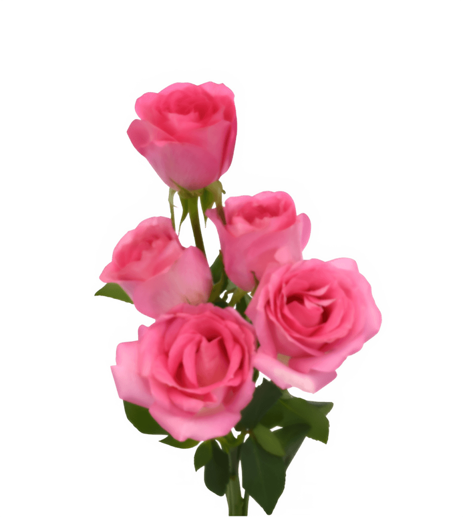 Pink Roses PNG Transparent Image Free Download | PNG Perfect