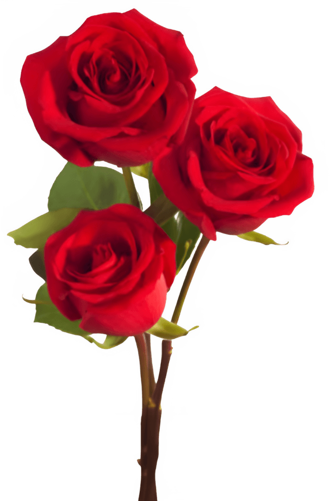 Red Roses PNG Transparent Image Free Download | PNG Perfect