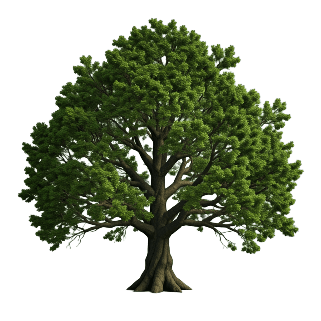 Tree PNG Transparent Image Free Download | PNG Perfect