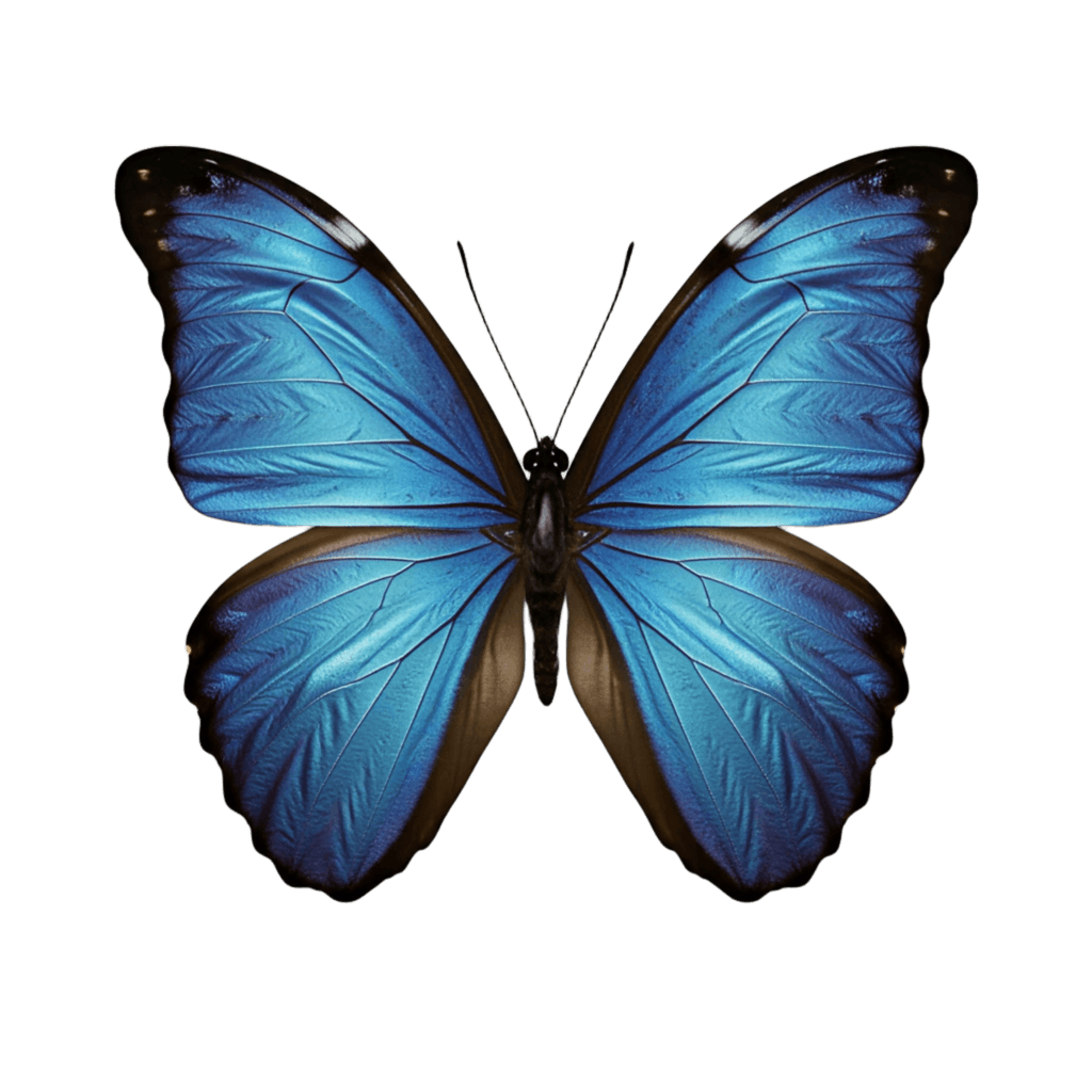 Blue Butterfly PNG Transparent Image Free Download | PNG Perfect