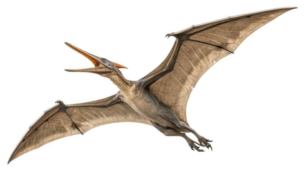 Pteranodon Dinosaur PNG Transparent Image Free Download | PNG Perfectpng