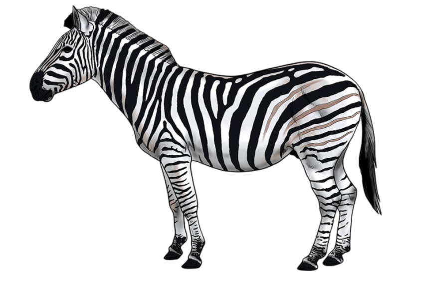 Zebra PNG Transparent Image For Free Download | PNG Perfect