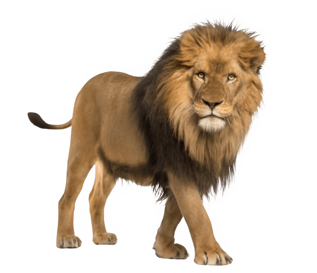 Lion PNG Transparent Image Free Download | PNG Perfect