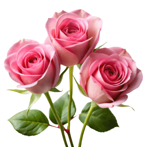 Pink Rose PNG Transparent Image Free Download | PNG Perfect