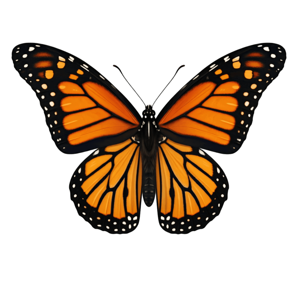 Orange & black Butterfly PNG Transparent Image Free Download | PNG Perfect