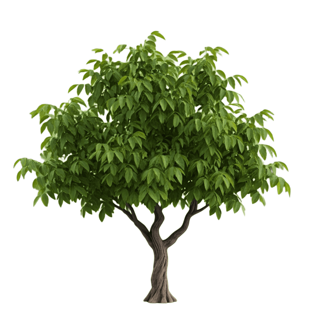 Palm Tree PNG Transparent Image Free Download | PNG Perfect