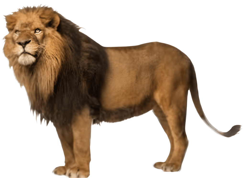 A Male Lion PNG