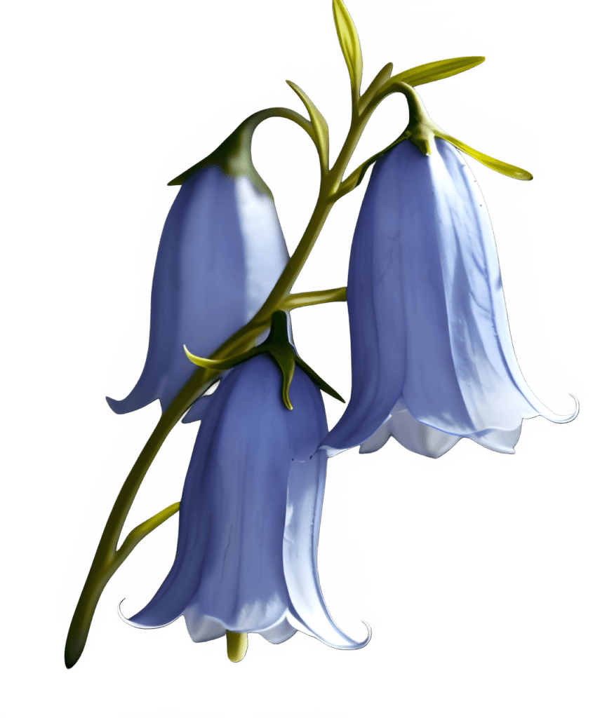 Bluebell Flower PNG Transparent Image Free Download | PNG Perfect