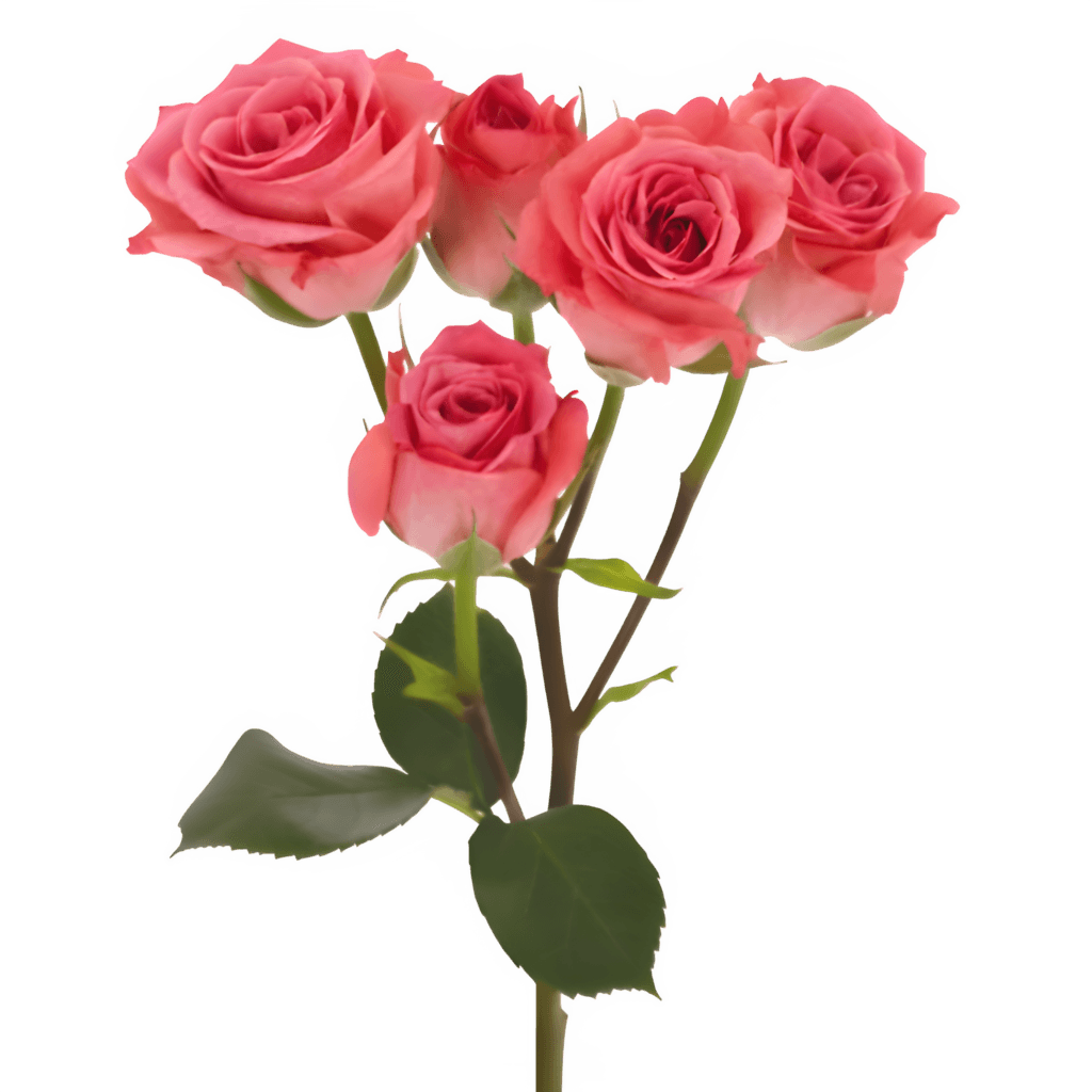 Pink Rose PNG Transparent Image Free Download | PNG Perfect