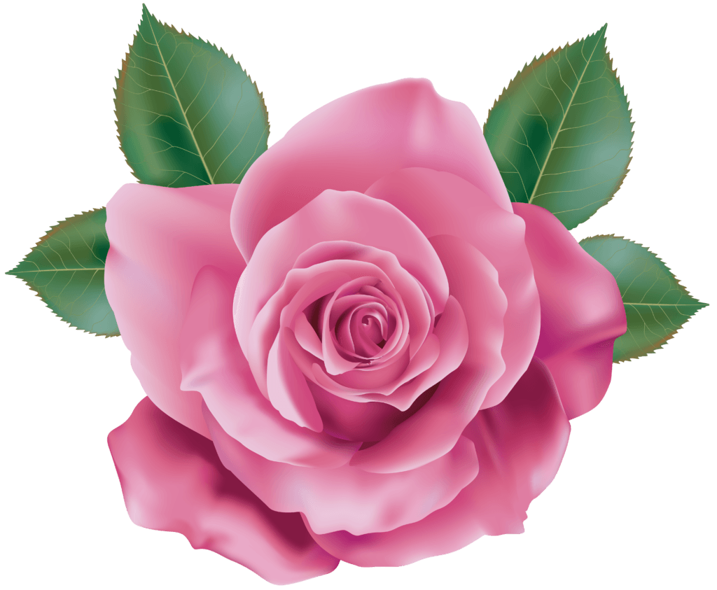 Pink Rose PNG Transparent Image Free Download | PNG Perfect