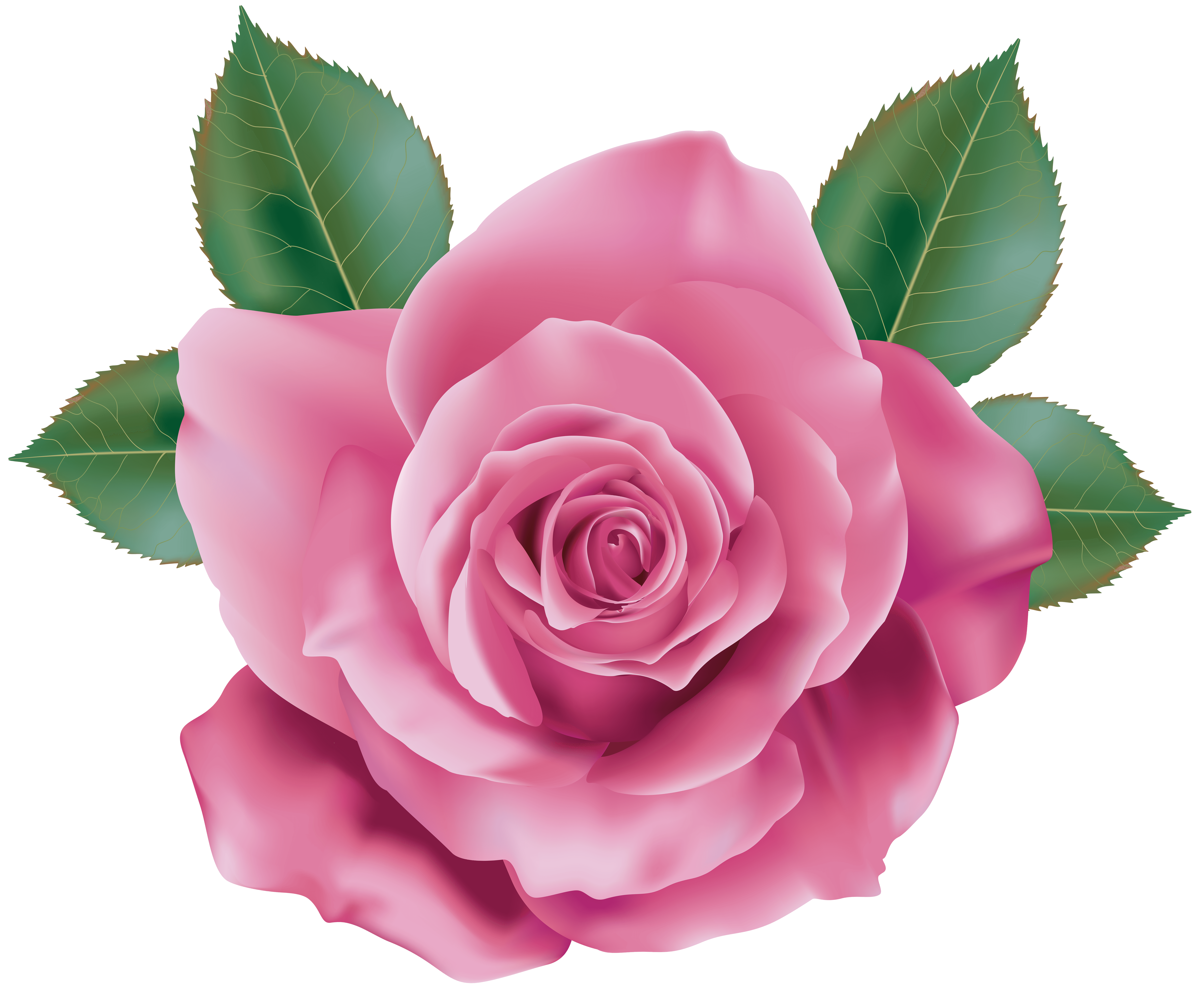 Pink Rose PNG Transparent Image Free Download | PNG Perfect