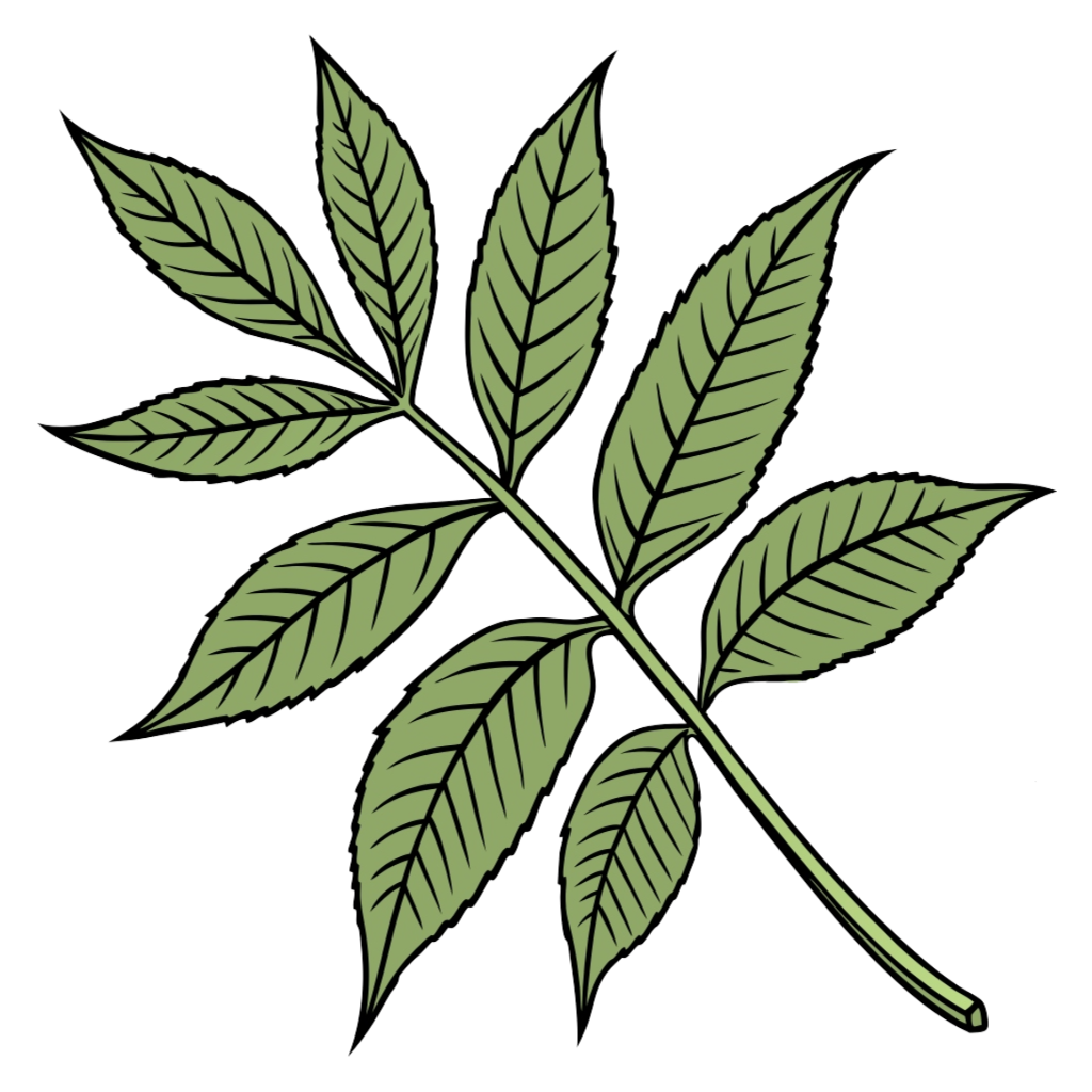 Ash Leaf Clipart PNG Transparent Image Free Download | PNG Perfect