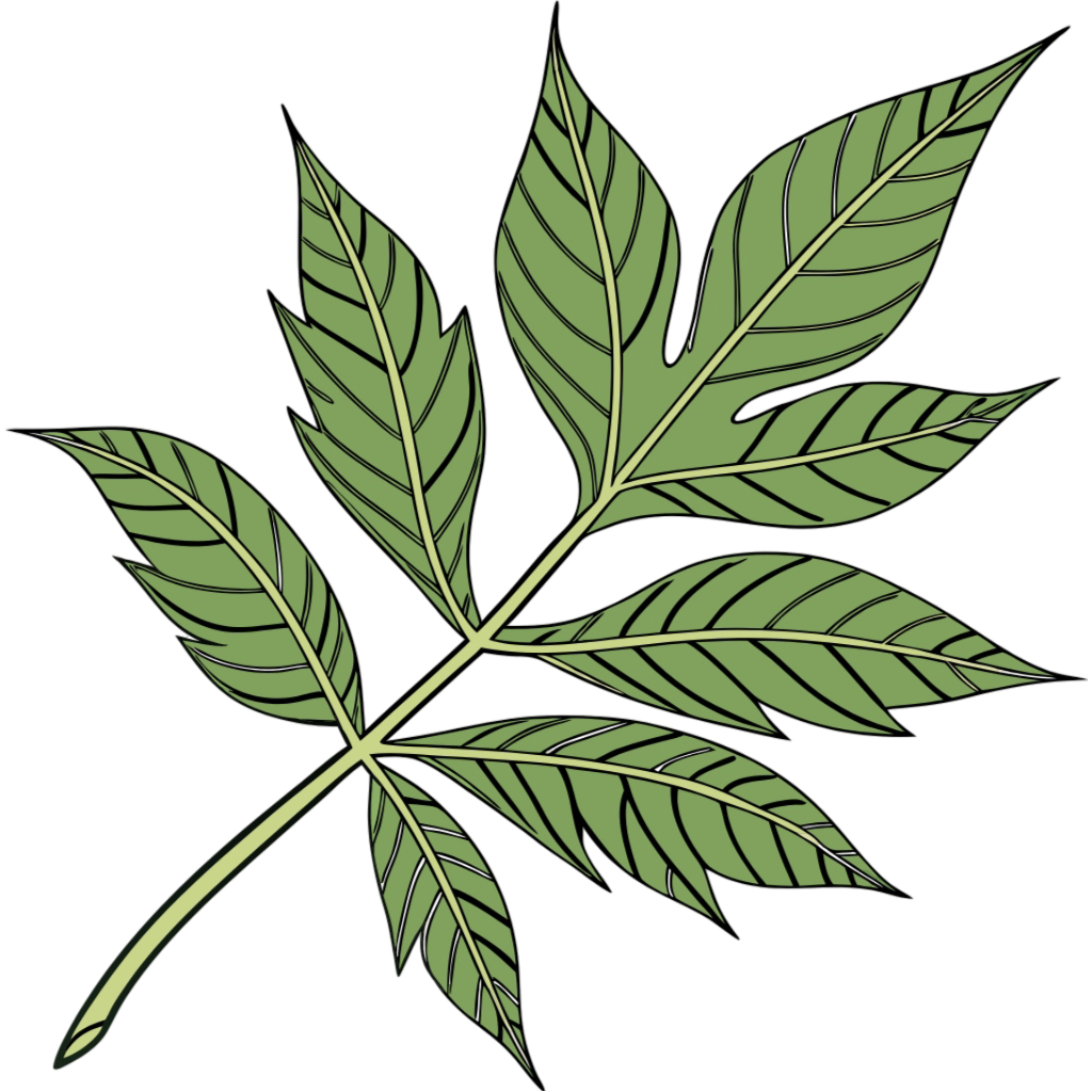 Ash Leaf Clipart PNG Transparent Image Free Download | PNG Perfect