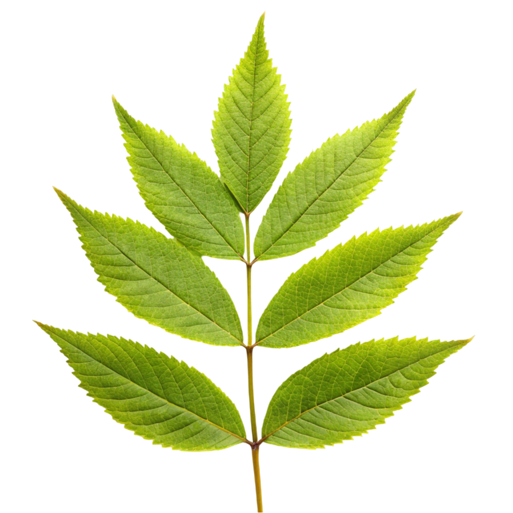 Ash Leaf PNG Transparent Image Free Download | PNG Perfect