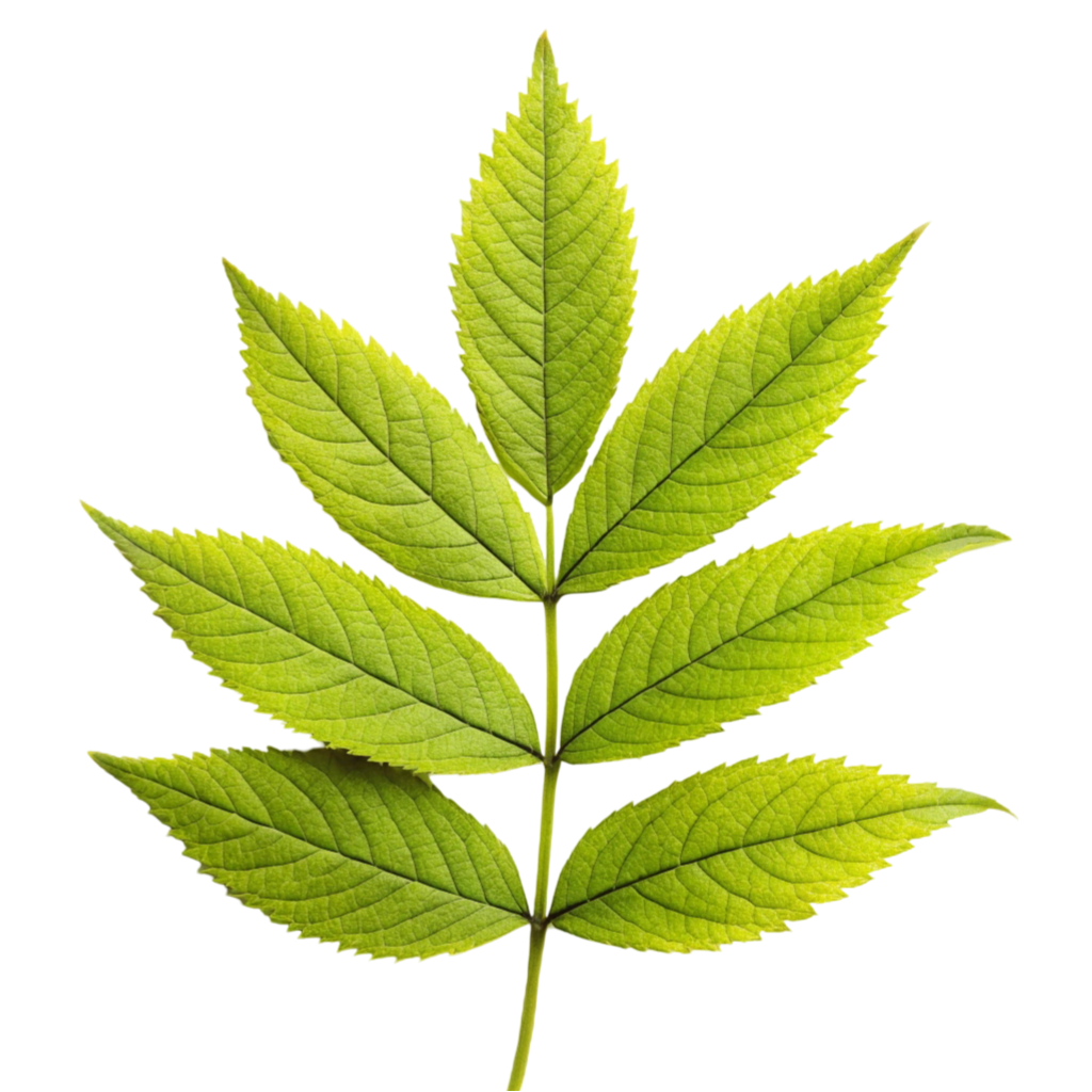 Ash Leaf PNG Transparent Image Free Download | PNG Perfect