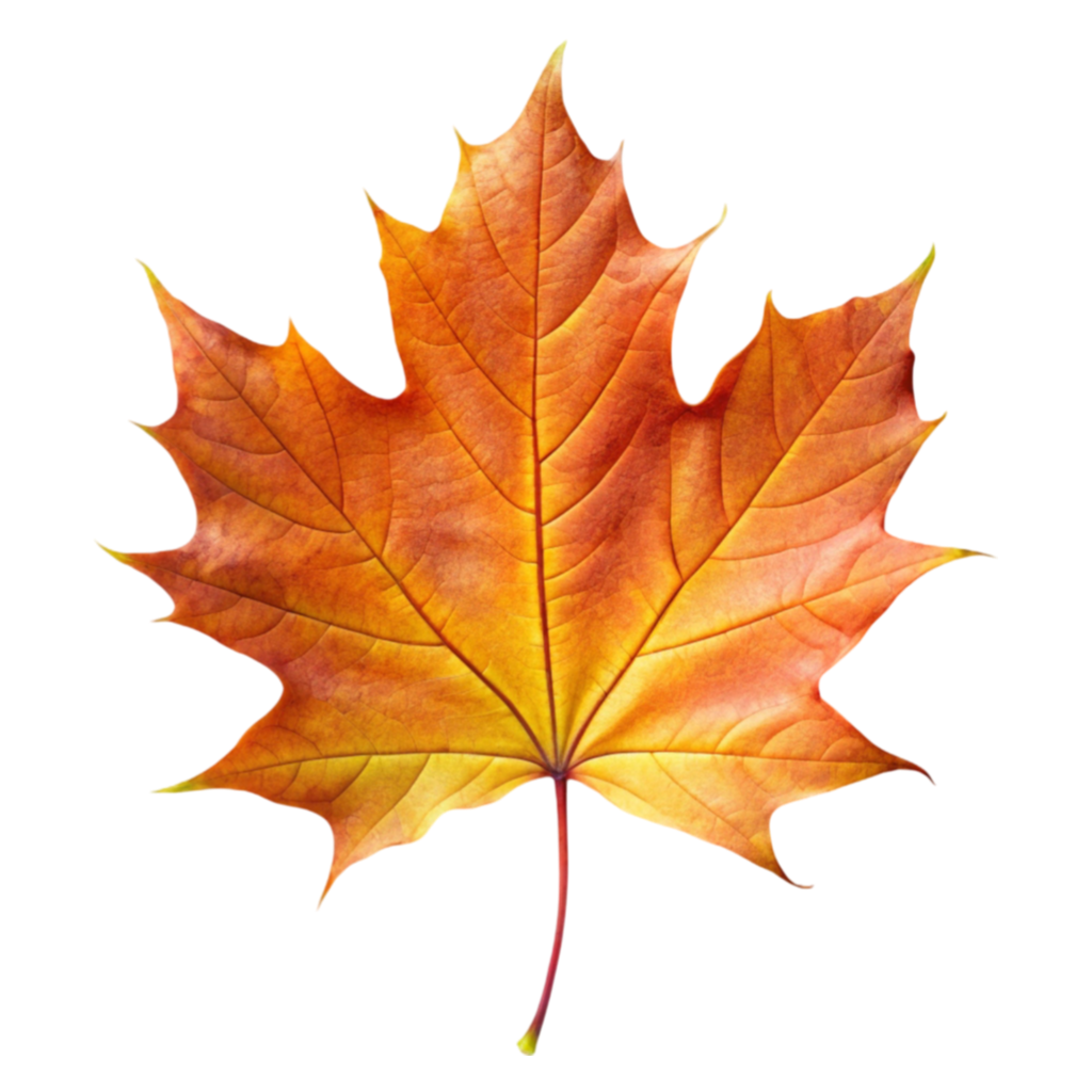Maple Leaf PNG Transparent Image Free Download | PNG Perfect