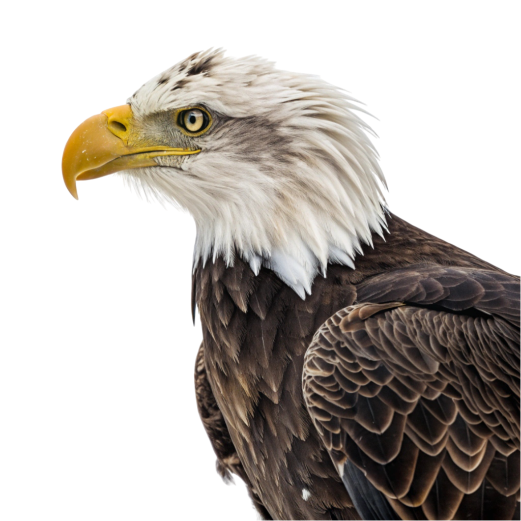 Eagle PNG Transparent Image Free Download | PNG Perfect