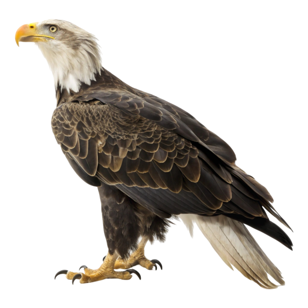 Eagle PNG Transparent Image Free Download | PNG Perfect