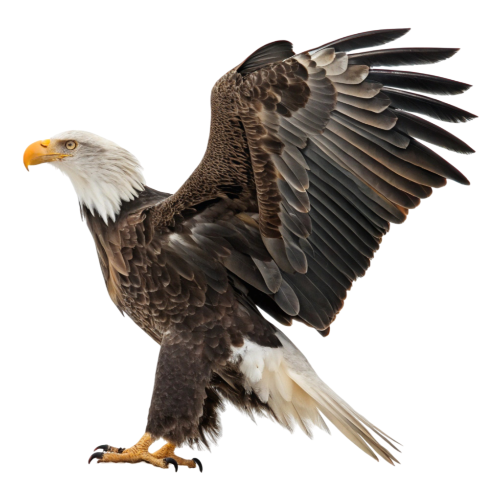 Eagle PNG Transparent Image Free Download | PNG Perfect