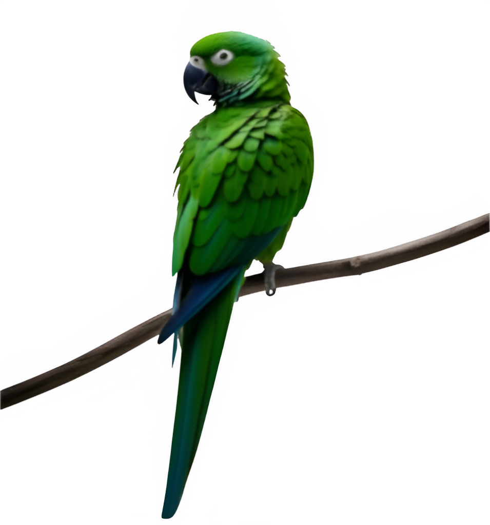 Green Parrot PNG Transparent Image Free Download | PNG Perfect