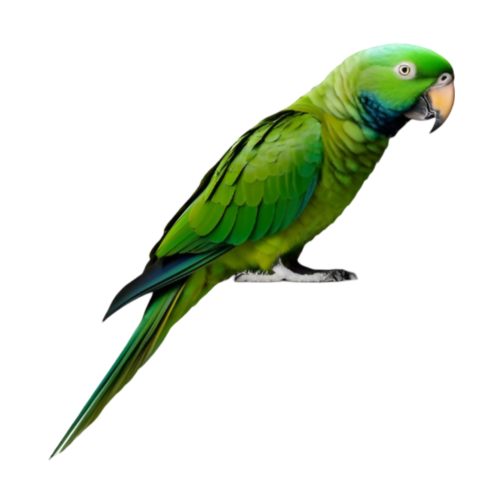 Green Parrot PNG Transparent Image Free Download | PNG Perfect