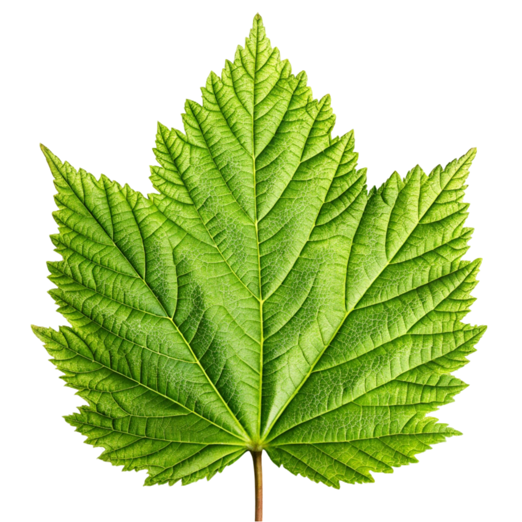 Maple Leaf PNG Transparent Image Free Download | PNG Perfect