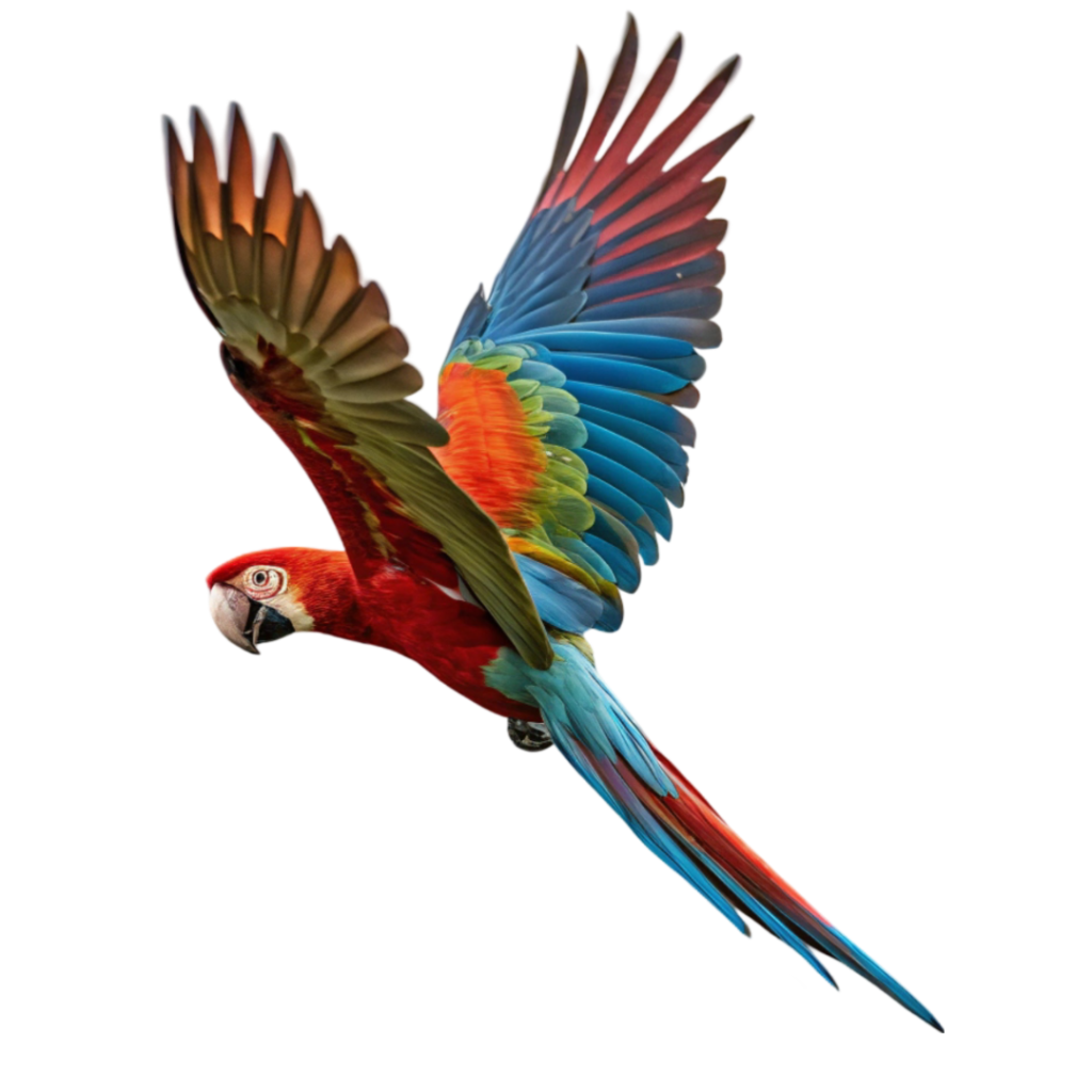 Flying Macaw PNG Transparent Image Free Download | PNG Perfect