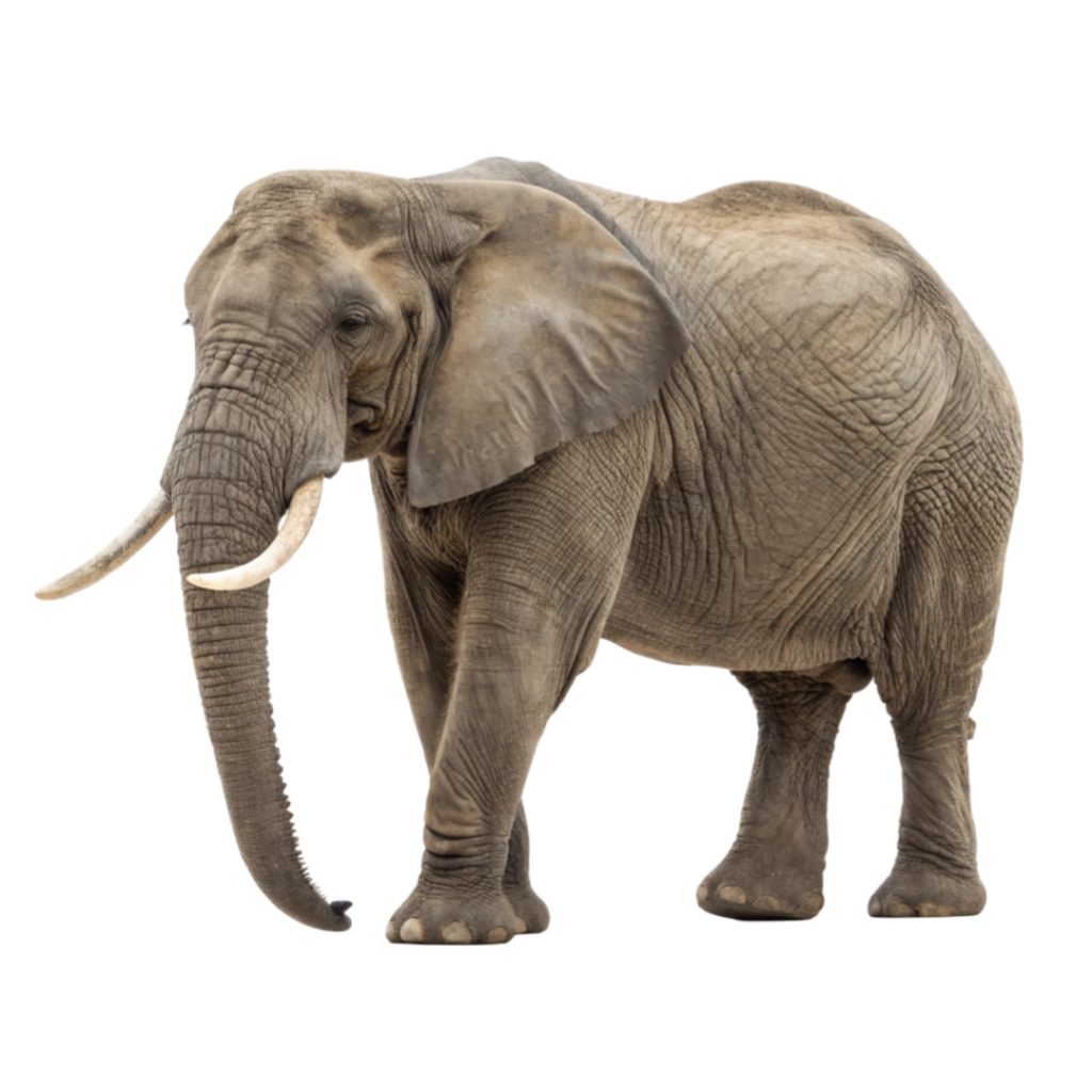 Elephant PNG Transparent Image Free Download | PNG Perfect