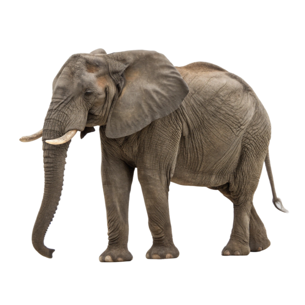 Elephant PNG Transparent Image Free Download | PNG Perfect