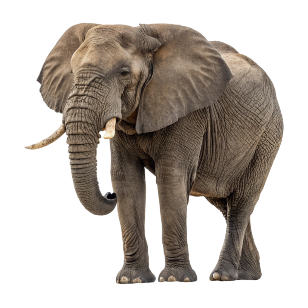 Elephant PNG Transparent Image Free Download | PNG Perfect