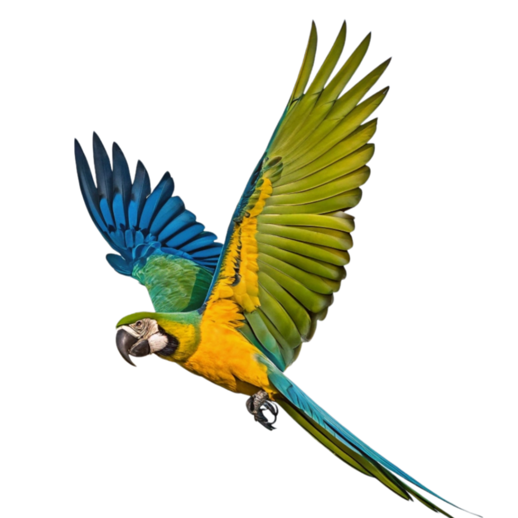 Flying Flying Macaw PNG Transparent Image Free Download | PNG Perfect
