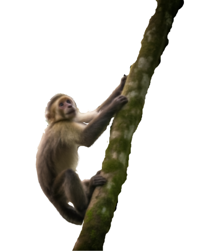 Monkey PNG Transparent Image Free Download | PNG Perfect