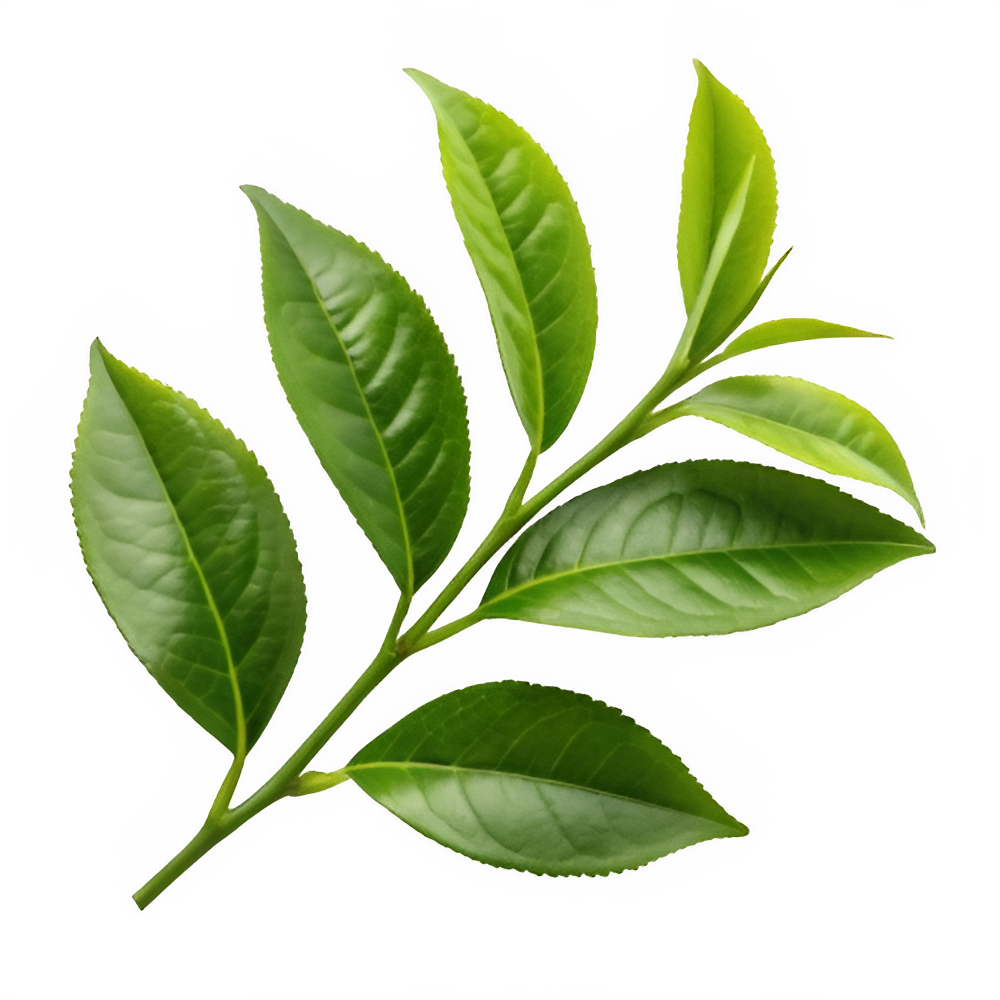 Tea Leaves PNG Transparent Image Free Download | PNG Perfect