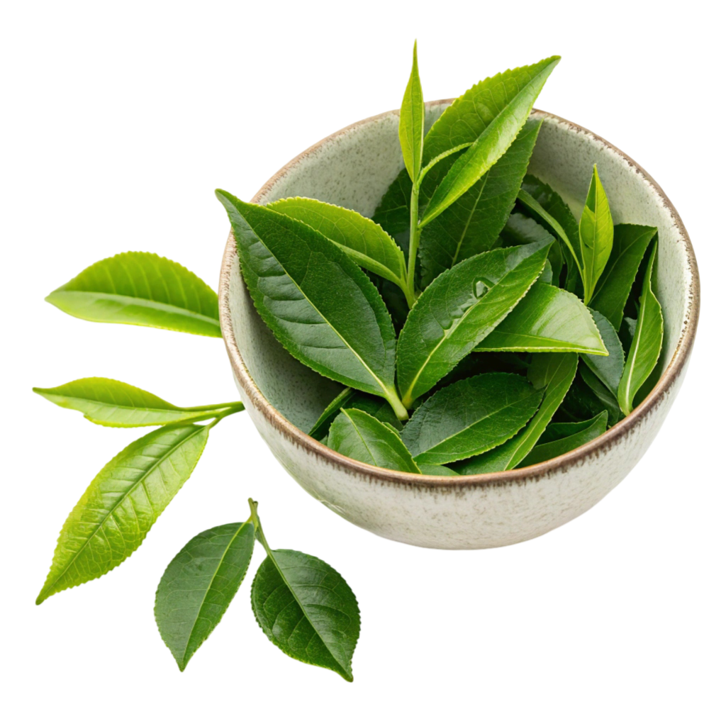 Tea Leaves PNG Transparent Image Free Download | PNG Perfect
