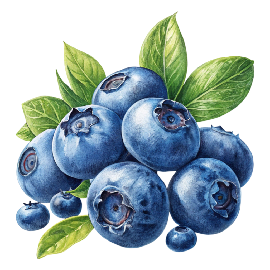 Blueberries Illustration PNG Transparent Image Free Download | PNG Perfect