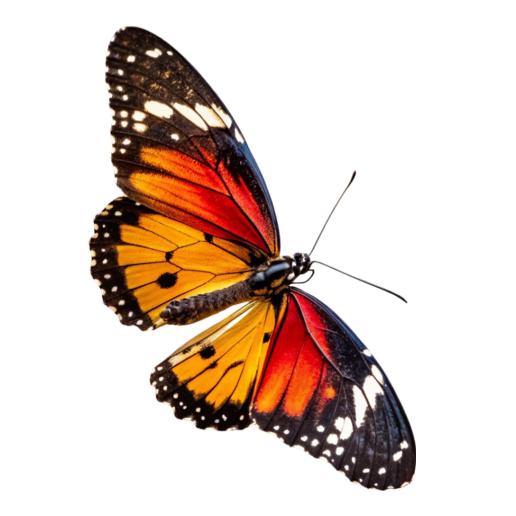 Black, Golden & Orange Butterfly PNG Transparent Image Free Download | PNG Perfect