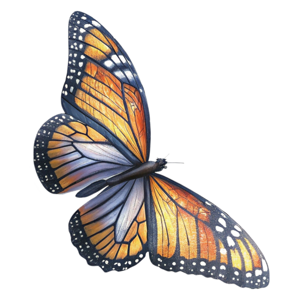 Colorful Butterfly PNG Transparent Image Free Download | PNG Perfect