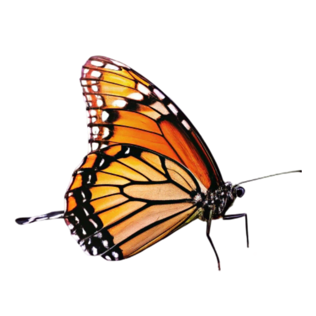 Black, Golden & Orange Butterfly PNG Transparent Image Free Download | PNG Perfect