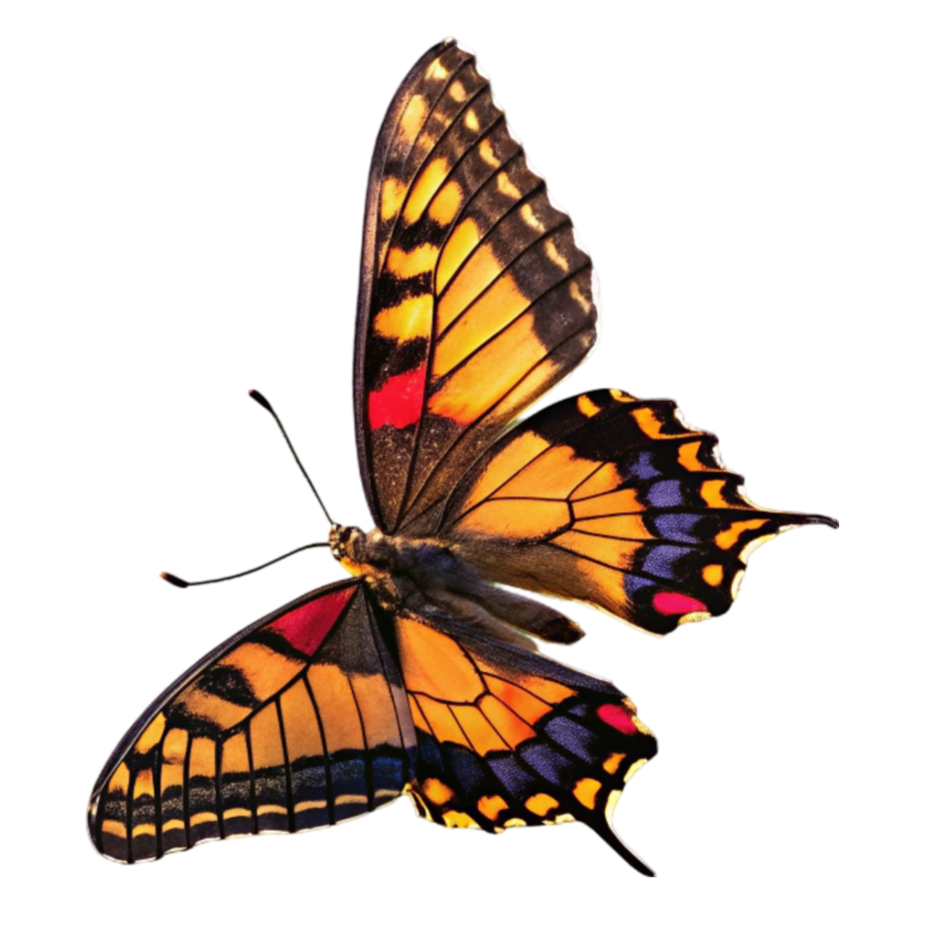 Black, Golden & Orange Butterfly PNG Transparent Image Free Download | PNG Perfect