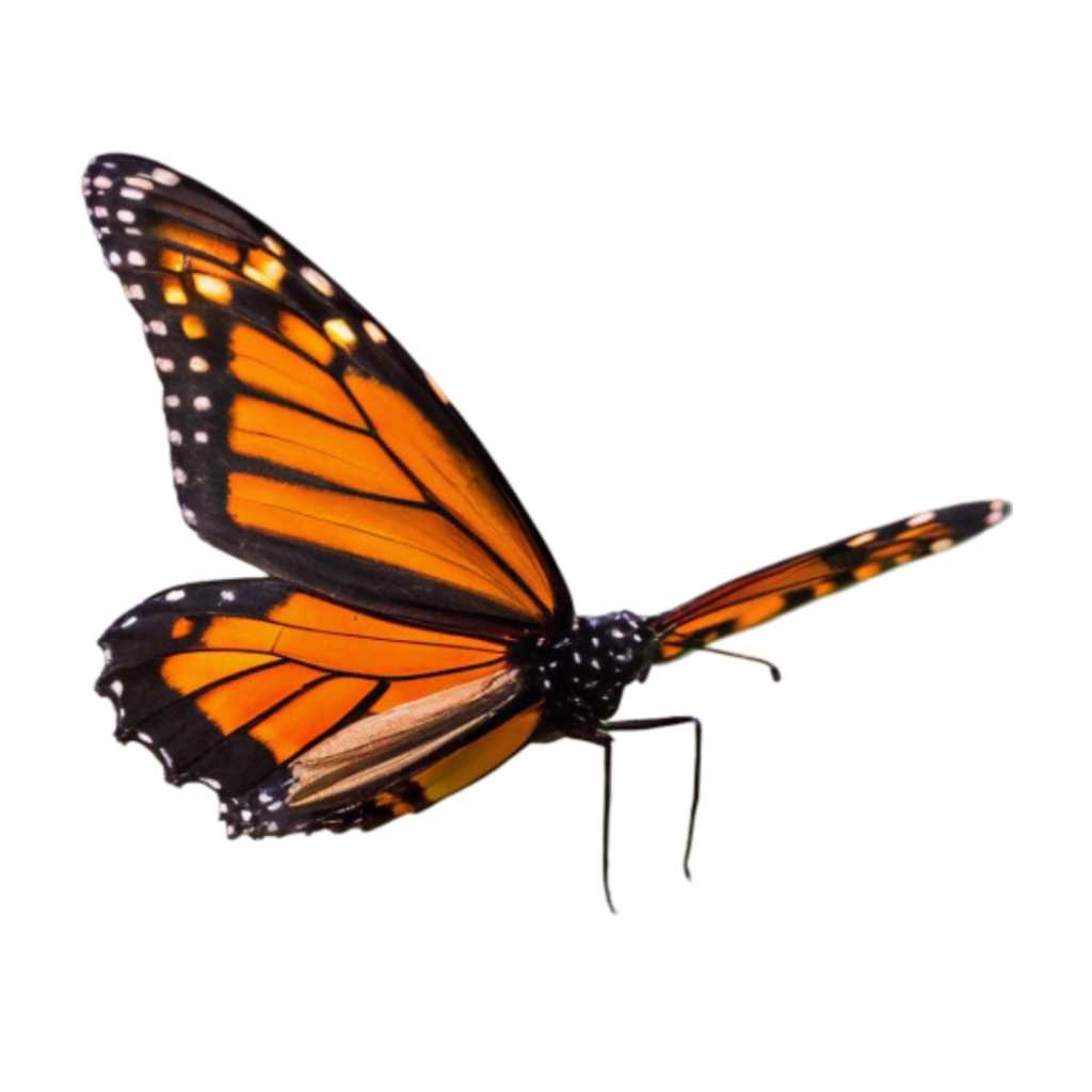 Black & Golden Butterfly PNG Transparent Image Free Download | PNG Perfect