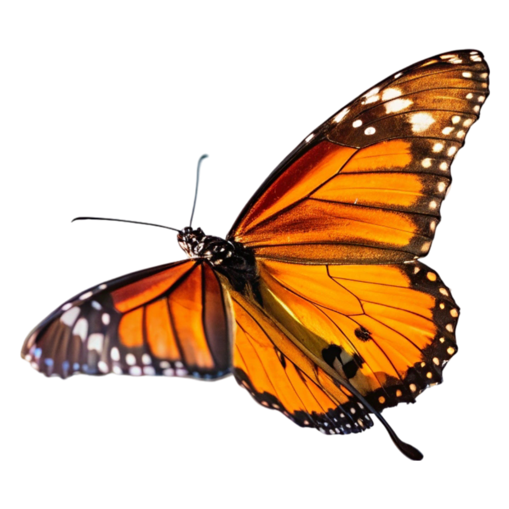 Black & Golden Butterfly PNG Transparent Image Free Download | PNG Perfect