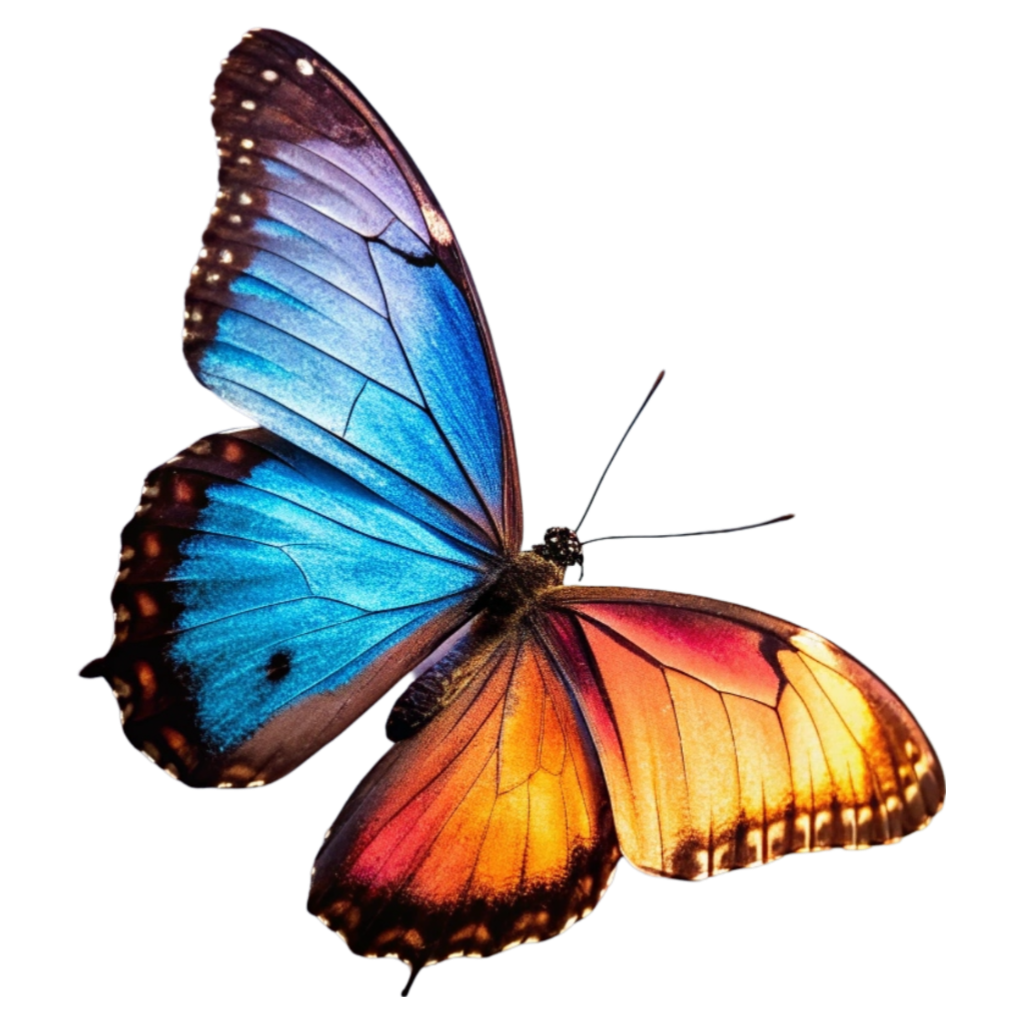 Black & Blue Butterfly PNG Transparent Image Free Download | PNG Perfect