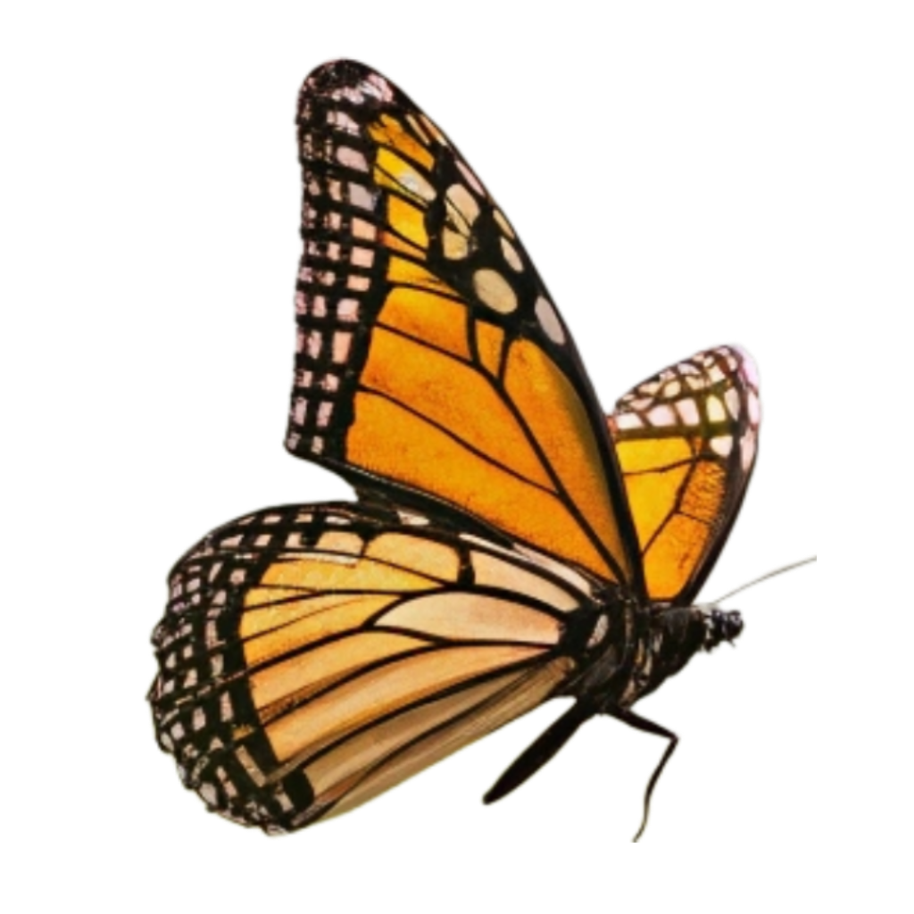 Black & Golden Butterfly PNG Transparent Image Free Download | PNG Perfect