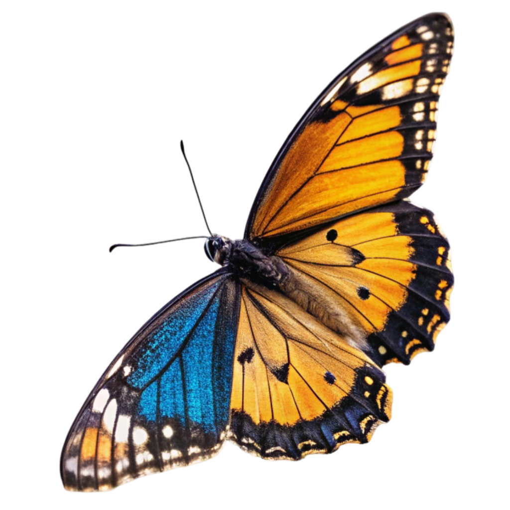 Golden, Blue & Black Butterfly PNG Transparent Image Free Download | PNG Perfect