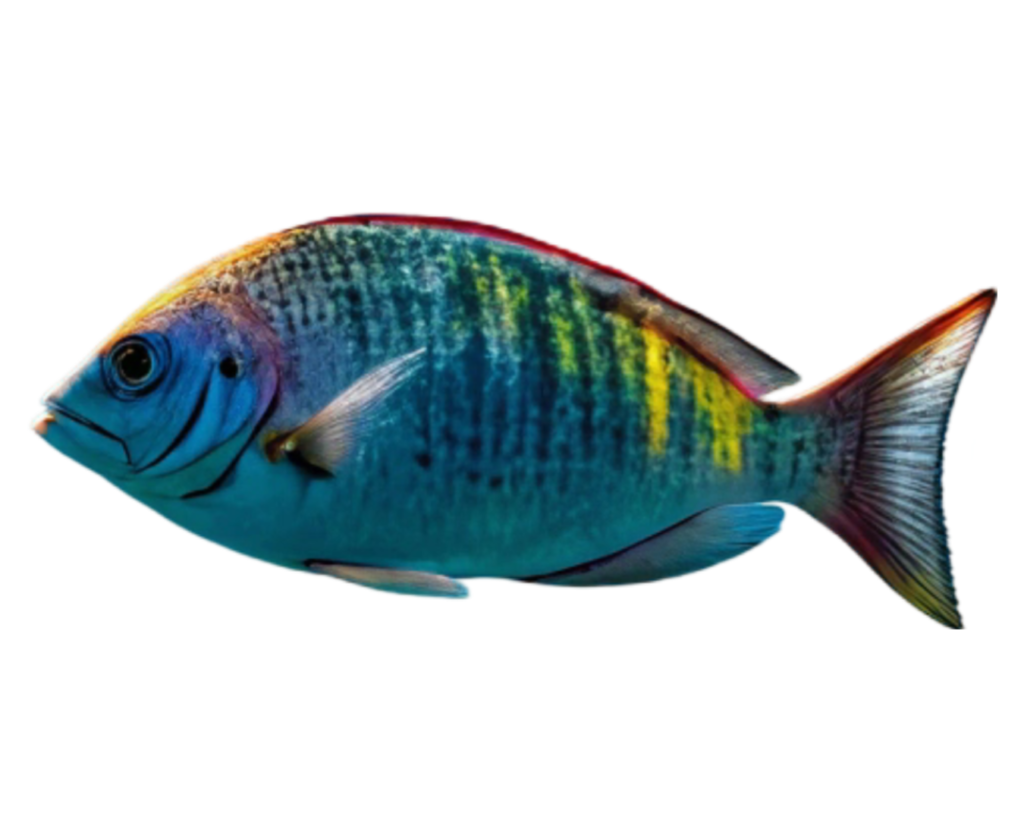 Fish PNG Transparent Image Free Download | PNG Perfect