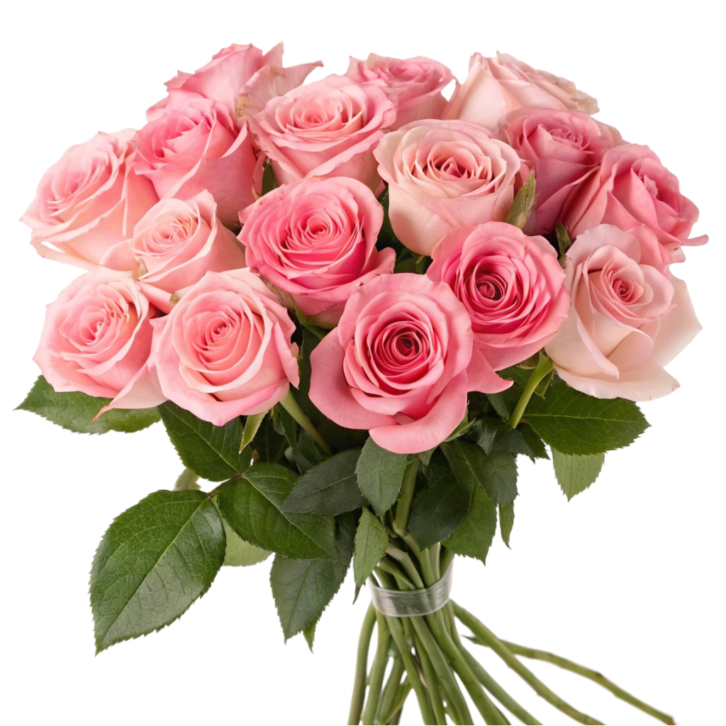 , Pink Roses PNG Transparent Image Free Download | PNG Perfect