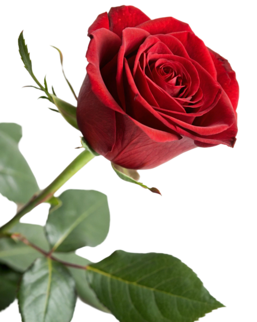 , Red Rose PNG Transparent Image Free Download | PNG Perfect