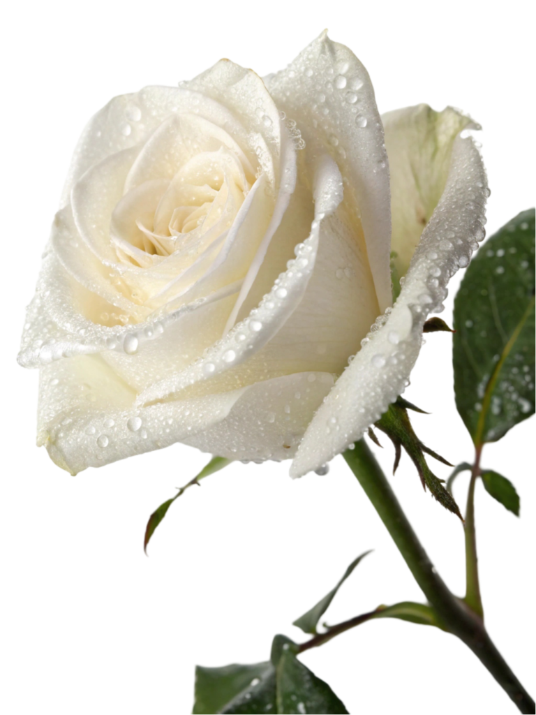 White Rose PNG Transparent Image Free Download | PNG Perfect